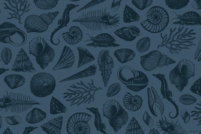 Set Shellfish Midnight Blue